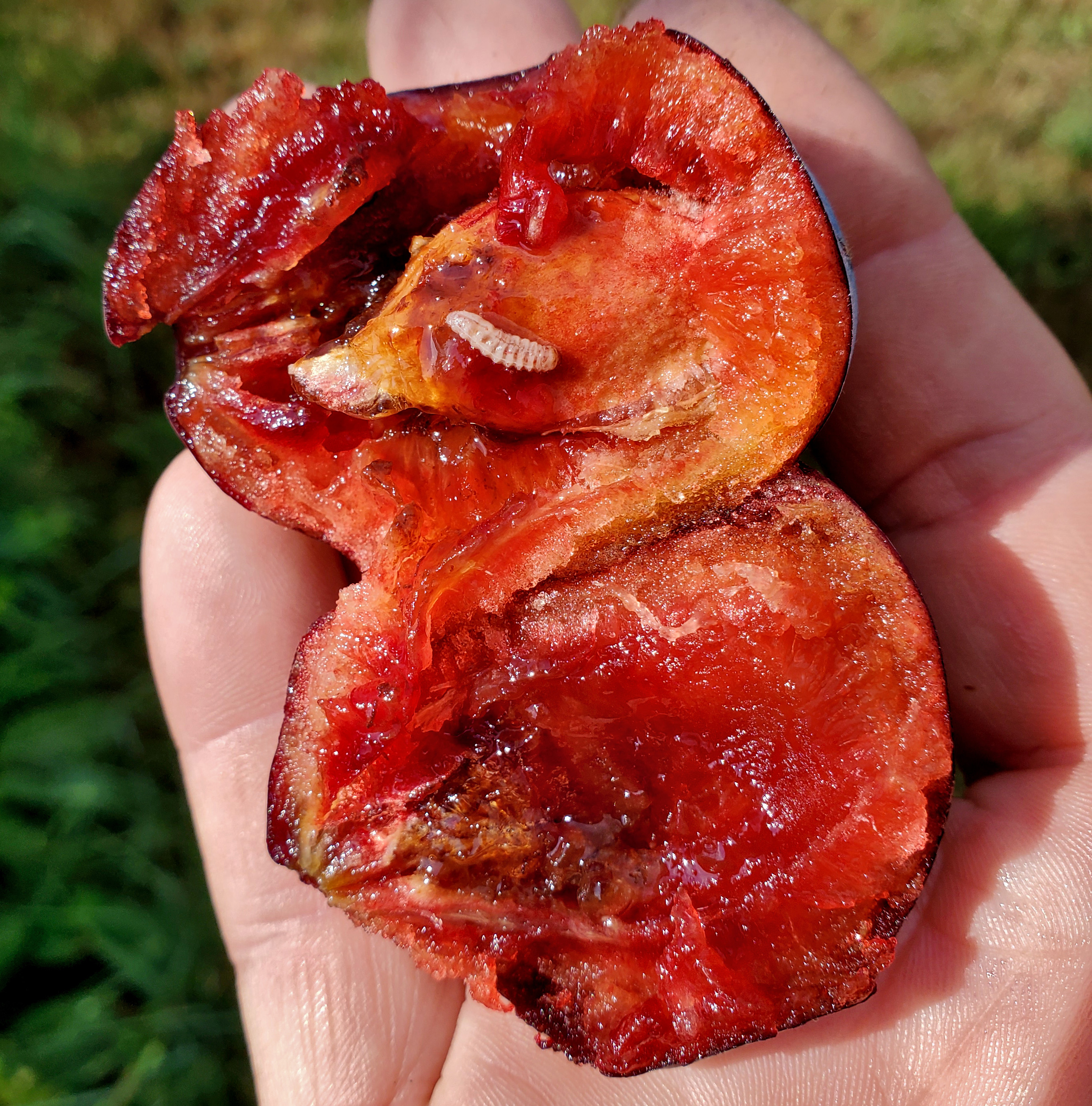 Plum curculio larvae